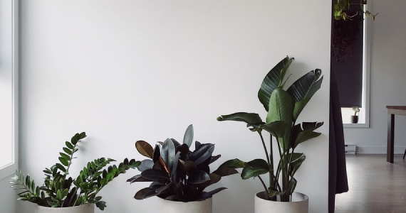 植物の写真